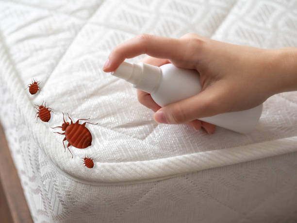 Best Bed Bug Extermination  in Hampton Bays, NY